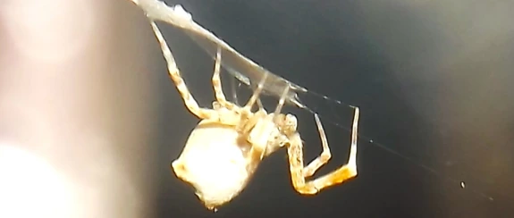 photo of spider making egg sack